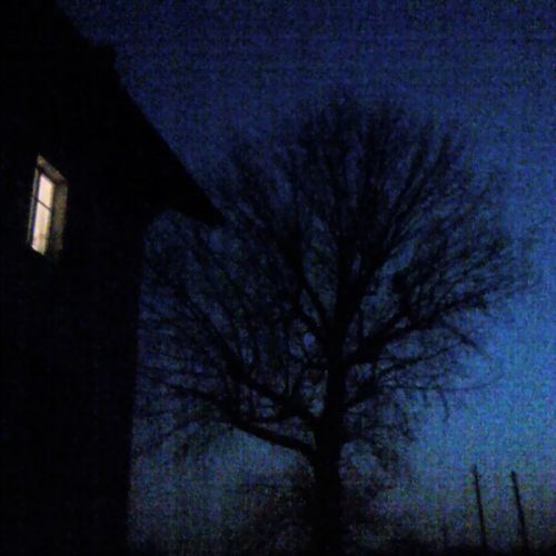Fenêtre et arbre (12 février 2008)