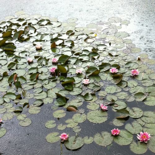 Pluie l'après-midi (3 juin 2011)